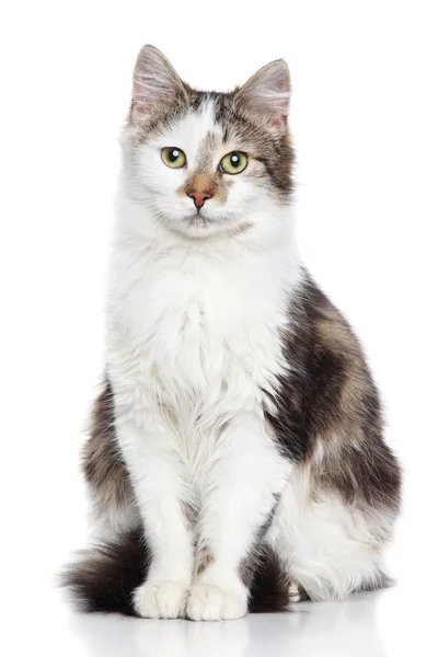 Domestic cat — Stock Photo, Image