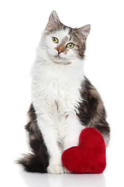 Οικόσιτης γάτας με κόκκινο Αγίου Βαλεντίνου καρδιά — Φωτογραφία Αρχείου