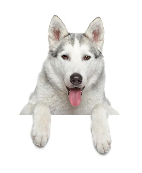 Σιβηρία σκύλος χάσκεϋ στο λευκό banner — Φωτογραφία Αρχείου