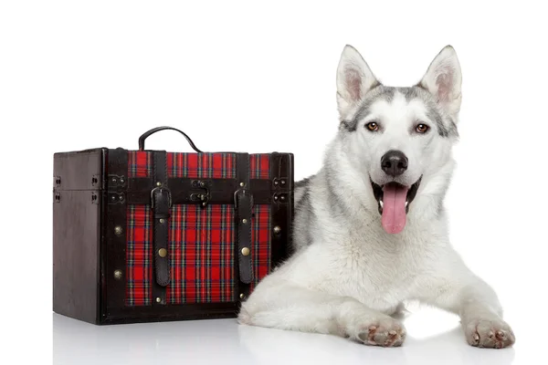 Perro Husky siberiano sobre fondo blanco — Foto de Stock