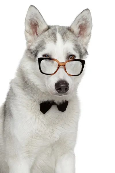 Siberian Husky cão em gravata arco e óculos no fundo branco — Fotografia de Stock