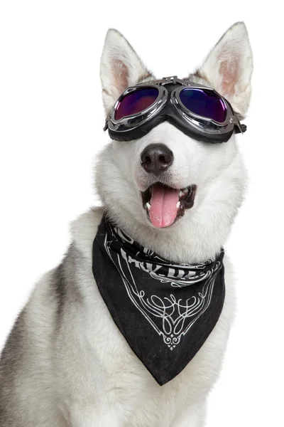 白い背景の上のシベリアン ハスキー犬 — ストック写真