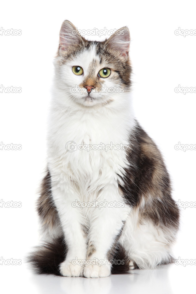 Yerli kedi Stok fotoğrafçılık ©FotoJagodka Telifsiz resim 19337577