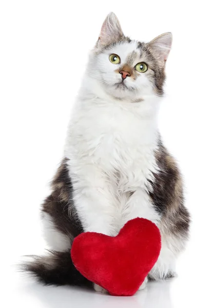 Domestic cat with red Valentine heart — Stock Photo, Image