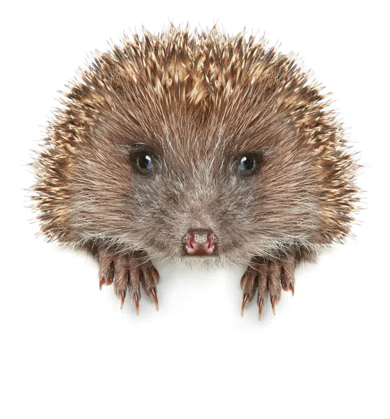 Funny Hedgehog est assis sur une bannière blanche — Photo