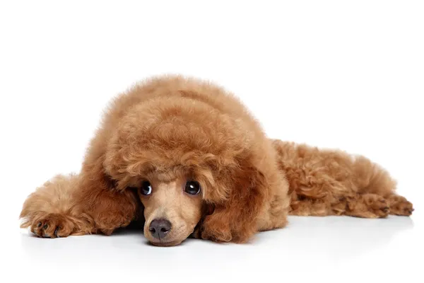 Juguete cachorro Poodle descansando sobre un fondo blanco —  Fotos de Stock