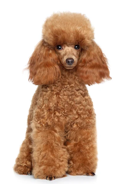 Brinquedo poodle filhote em um fundo branco — Fotografia de Stock