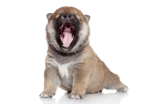 Giapponese Shiba Inu cucciolo sbadigliare — Foto Stock