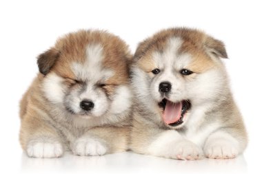 akita Inu kukla dinlenme