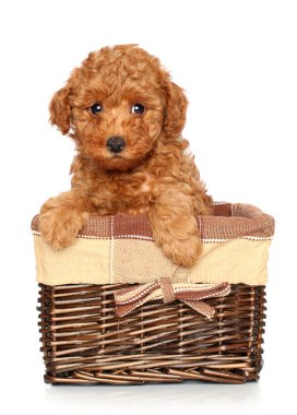 kaniş köpek sepeti