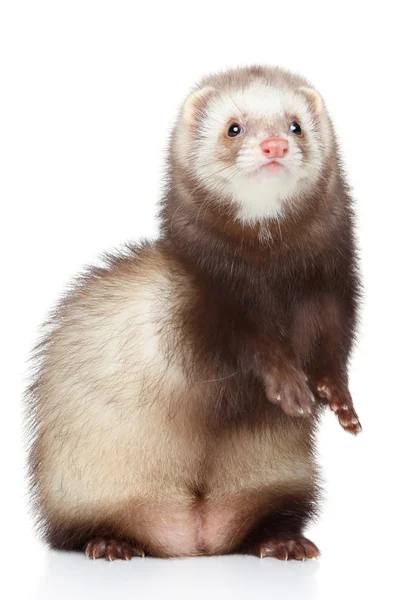Brown Ferret on white background — Stock Photo, Image