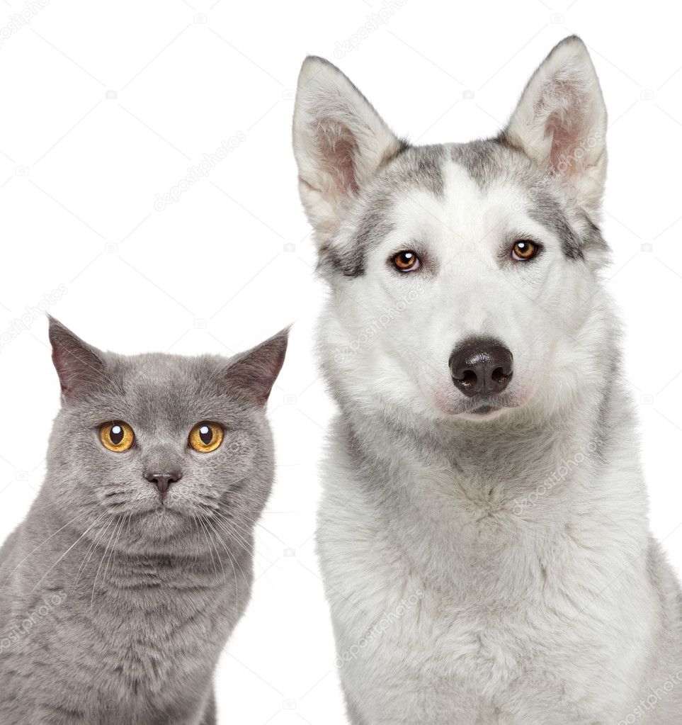 Cat and dog. Closeup portrait