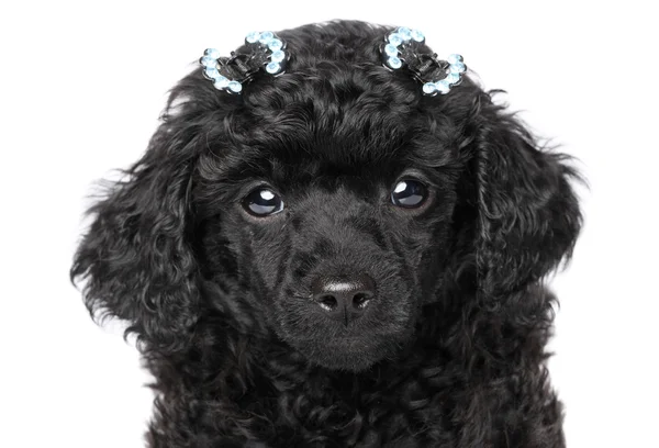 Toy poodle close-up retrato — Fotografia de Stock