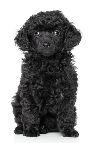 Cachorrinho poodle brinquedo — Fotografia de Stock