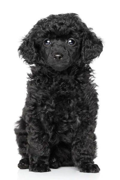 Toy Poedel pup — Stockfoto