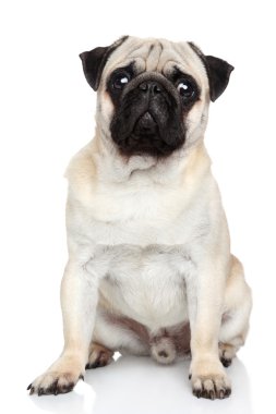 Beyaz arka plan üzerinde Pug köpek