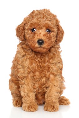 Kaniş köpek yavrusu portre
