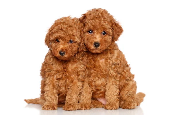 Cachorros poodle — Fotografia de Stock