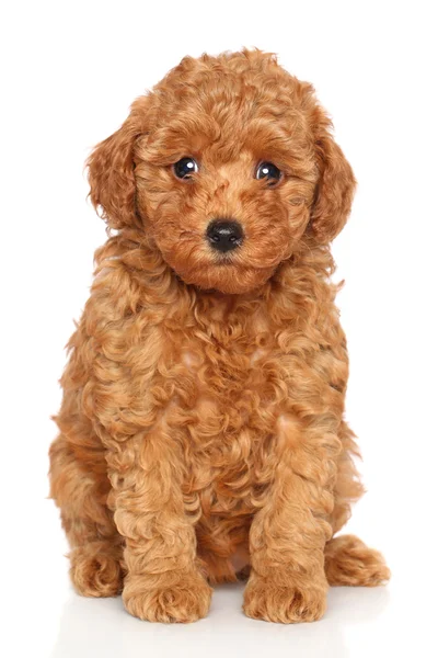 Poodle puppy portrait — Stock Photo, Image