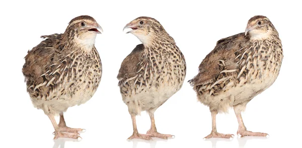 Tree young quails — Stock Photo, Image