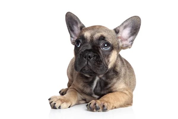 French bulldog puppy — Stock Photo, Image