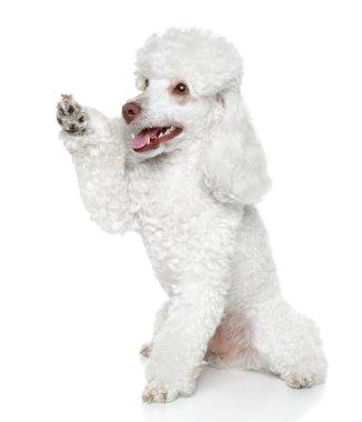 oyuncak fino köpeği bir pati veriyor