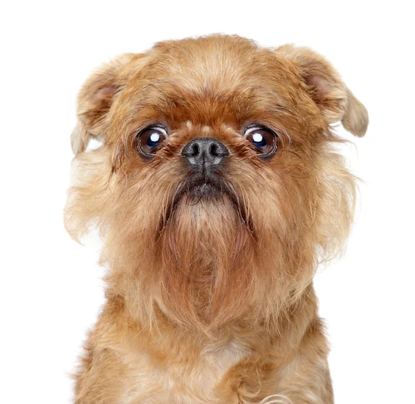 Bruxellois Griffon dog — Stock Photo, Image