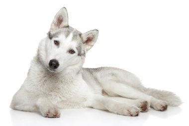 Beyaz arka plan üzerinde Sibirya husky köpek