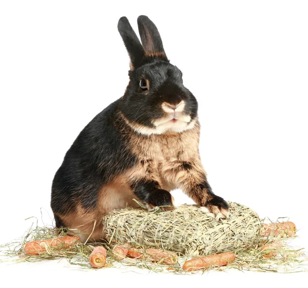 Rabbit with a carrot — Stock Photo, Image