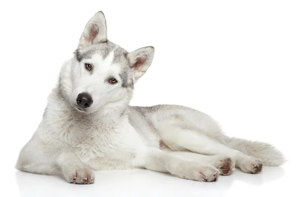 Perro Husky siberiano sobre fondo blanco — Foto de Stock