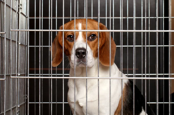 Собака в клітці — стокове фото