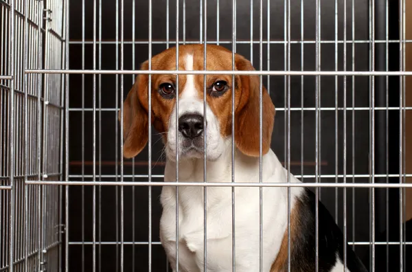 Cão em uma jaula — Fotografia de Stock