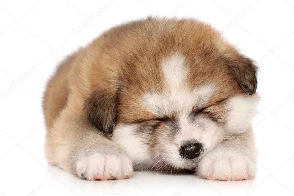 Akita-inu puppy sleeping