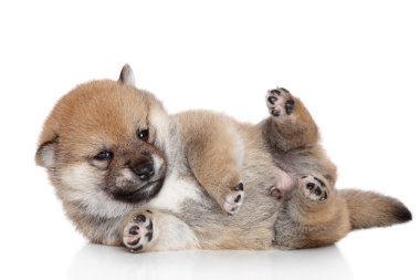 Shiba Inu köpek yavrusu yalanlar