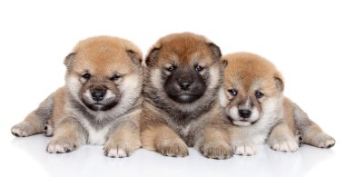 shiba Inu kukla grubu