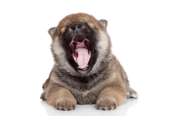 Shiba inu hundvalp gäspning — Stockfoto