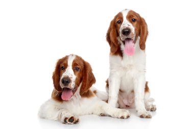 Springer Spaniel puppies