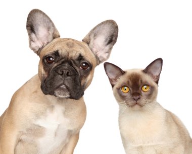 kedi ve köpek yakın çekim portre