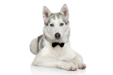 beyaz zemin üzerine Husky köpek