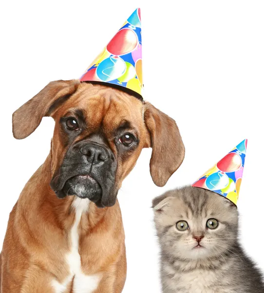 Perro y gato en gorra de fiesta sobre fondo blanco — Foto de Stock