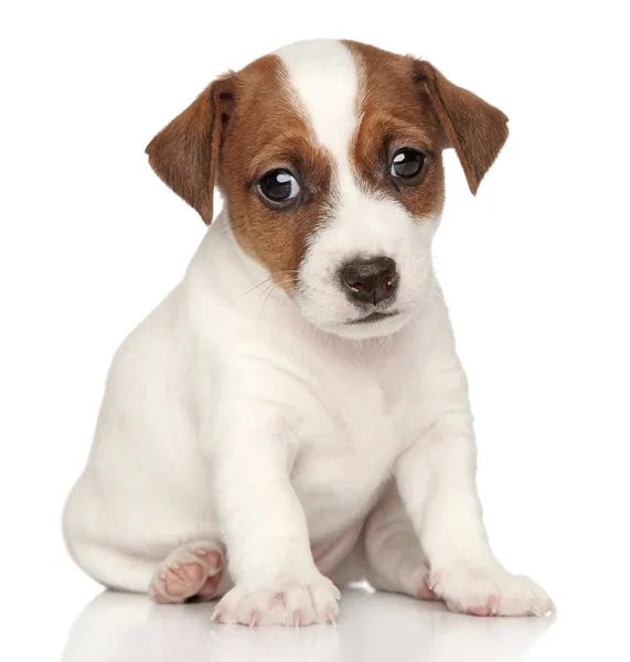 Jack russel su sfondo bianco — Foto Stock