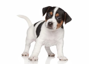 jack Russell terrier yavrusu