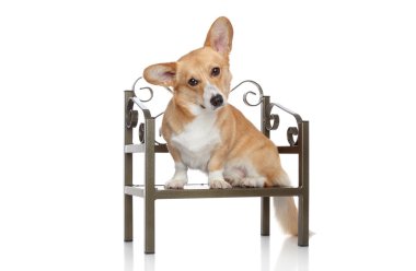 Corgi pembroke sandalyede oturur