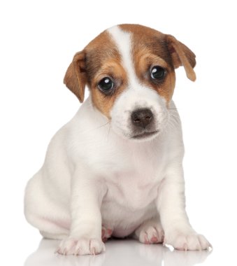 jack Russell terrier yavrusu poz.