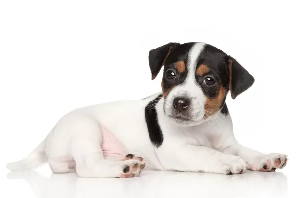 Jack russell Terriër pup — Stockfoto