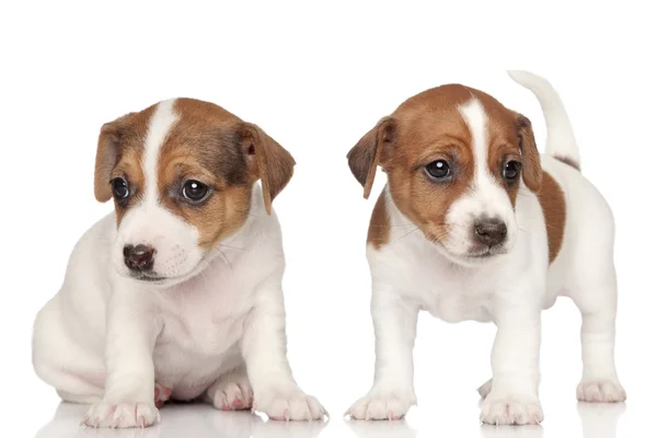 Jack Russell terrier yavruları — Stok fotoğraf