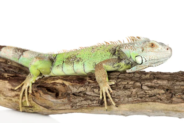 Iguana verde rastejando em uma árvore — Fotografia de Stock