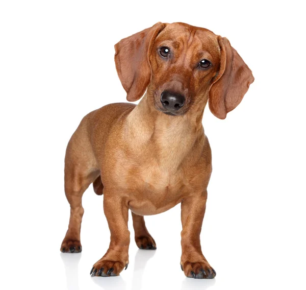 Brown dachshund — Stock Photo, Image