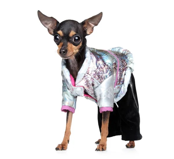 Rysk toy terrier i fashionabla overaller — Stockfoto