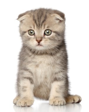 İskoç kedi yavrusu